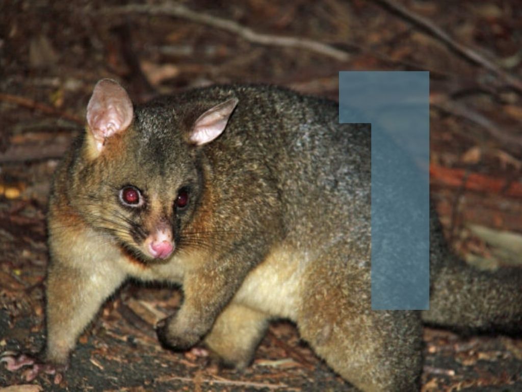 Possum with the number 1 overlaid