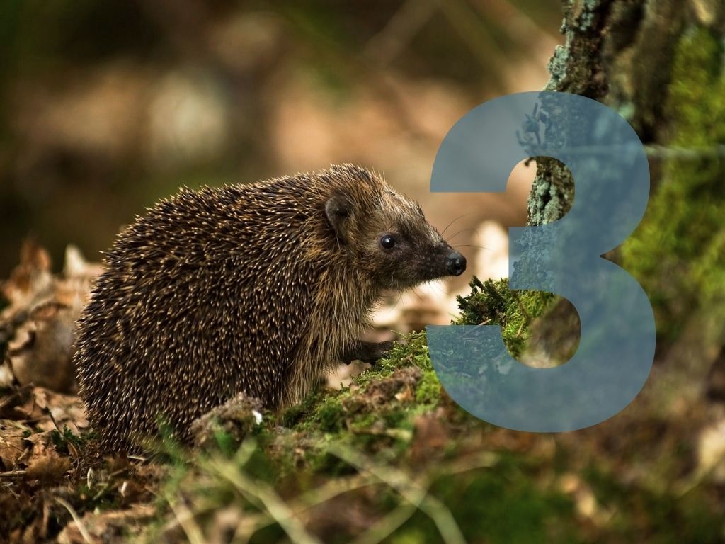 Hedgehog sniffing a tree with the number 3 overlaid.