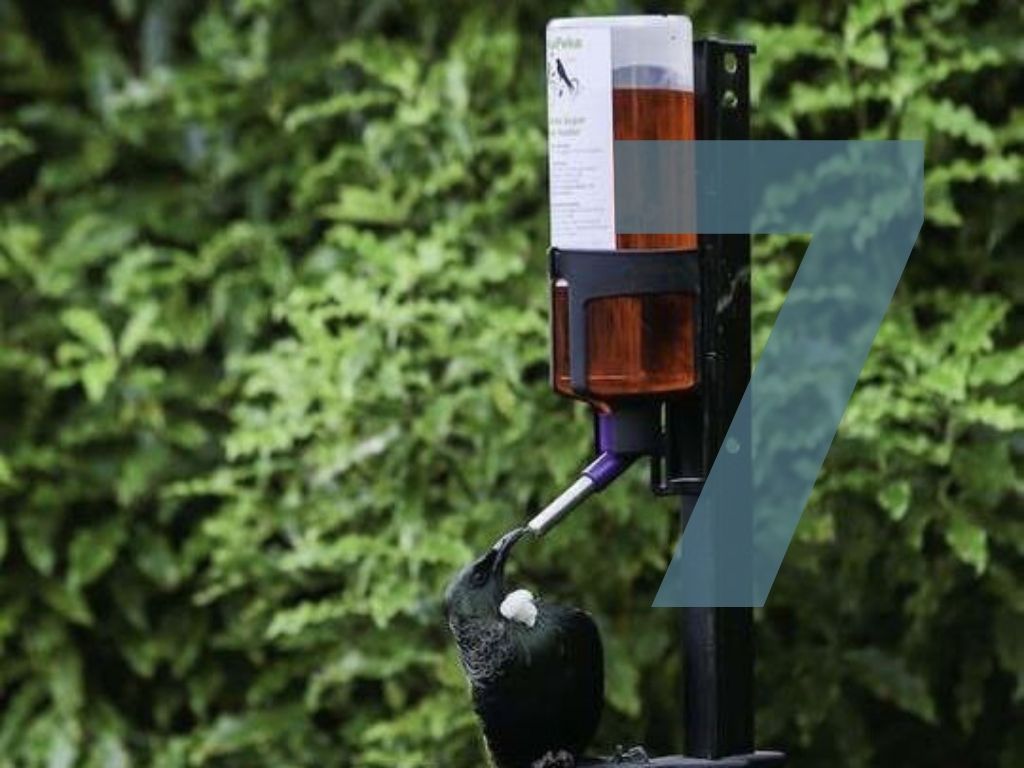 Tui feeding from a Pekapeka bird feeder with a number 7 overlaid