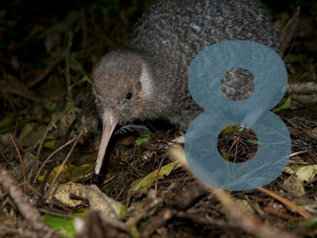 Kiwi foraging with a number 8 overlaid