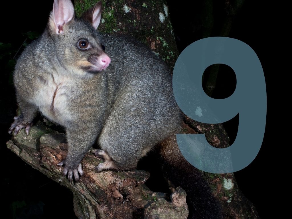 Possum up a tree with the number 9 overlaid