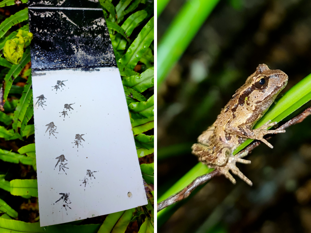 Photo of an Archey's frog and its footprints.