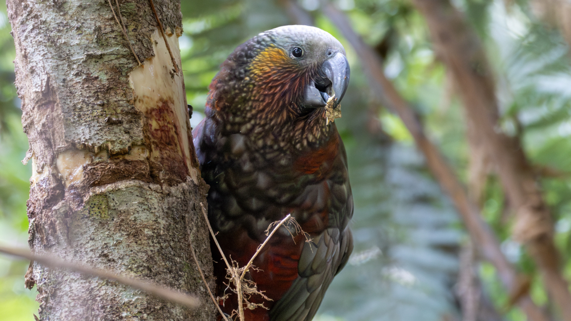 A kakā in a tree