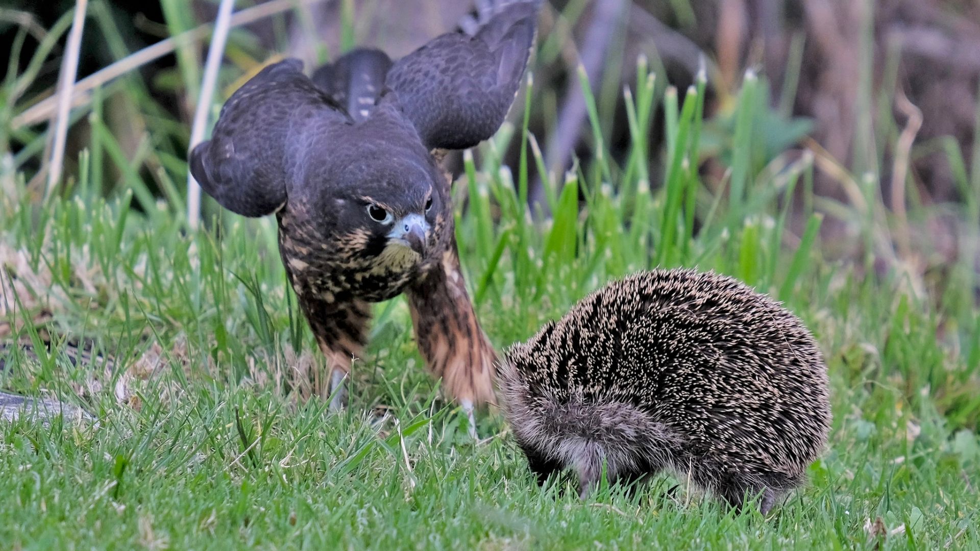 A juvenile kārearea (NZ falcon) inspects a hedgehog in a Whākatane backyard.