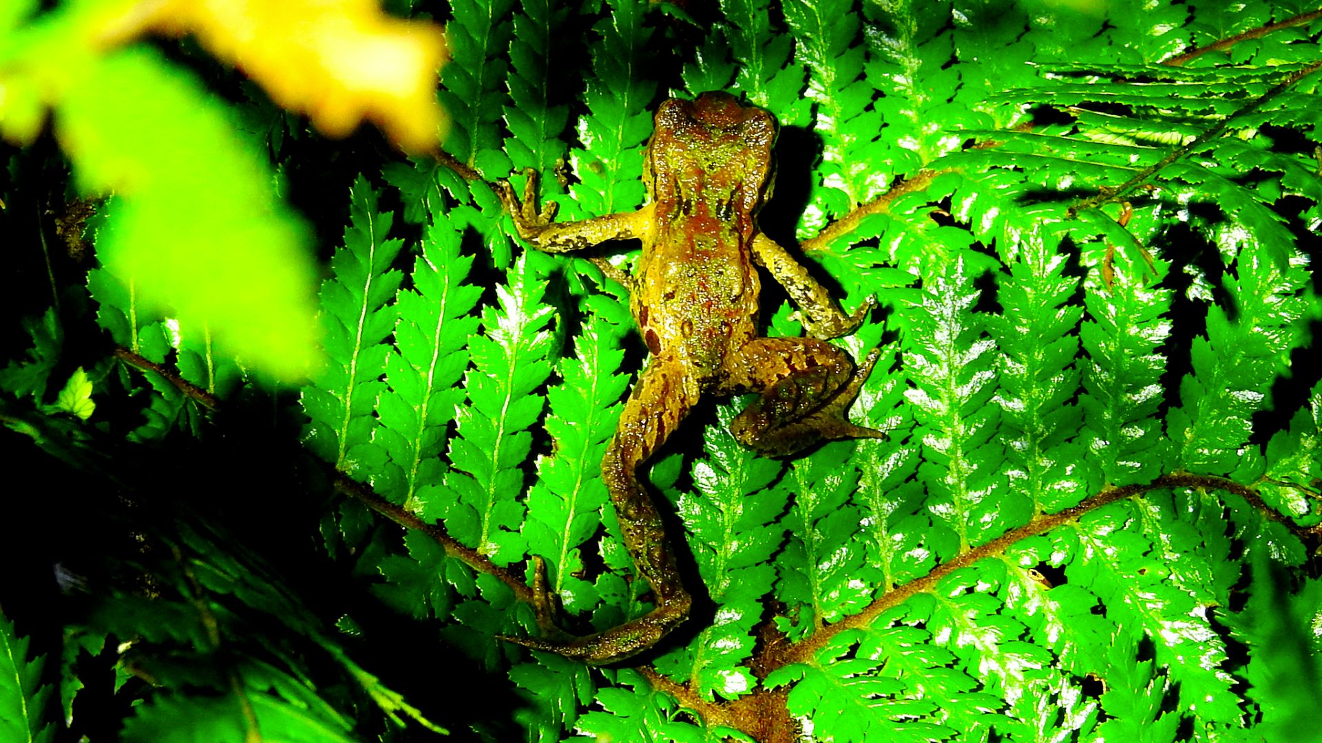 An archey's frog on a fern