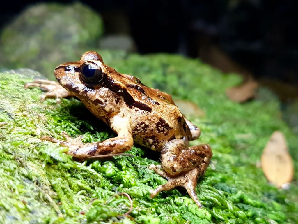 Archey's frog on a rock