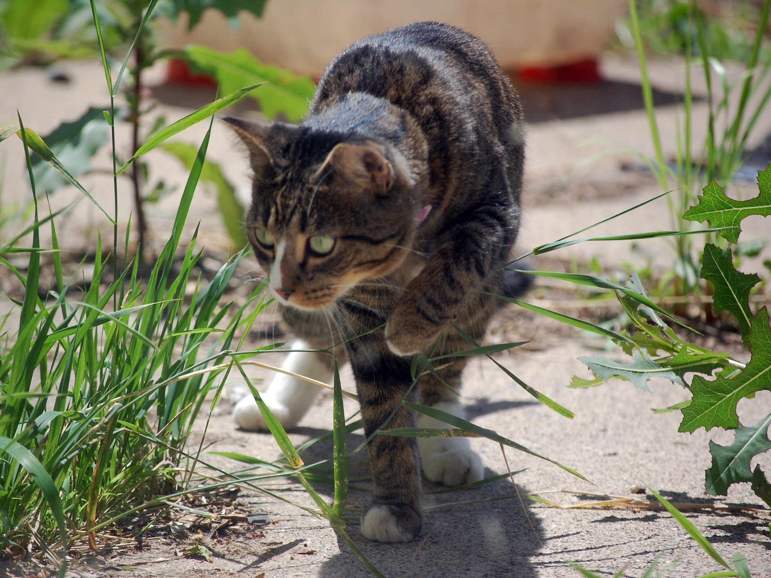 A cat hunting. Image credit: Sreejithk2000 (Wikimedia Commons).