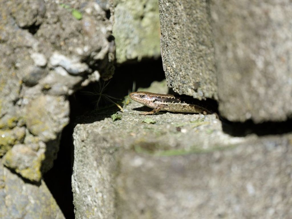 Skink sneaking out gaps between concrete