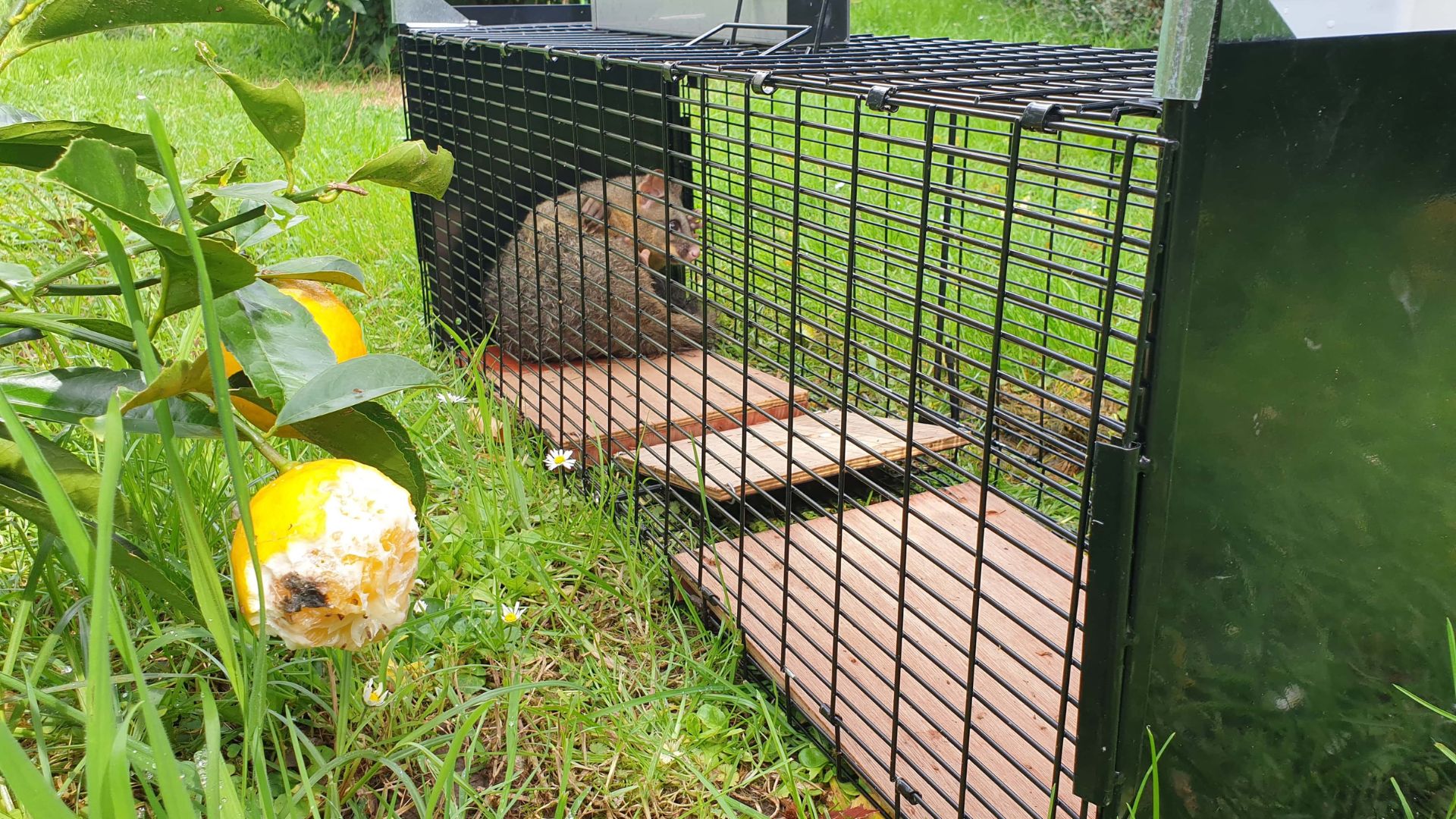 Possum trapped inside a Tāwhiti Smart Cage. A chewed up lemon in the foreground.