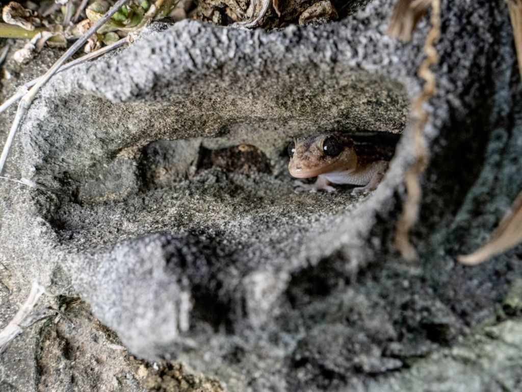 Endemic leaf-toed gecko looking out from its burrow