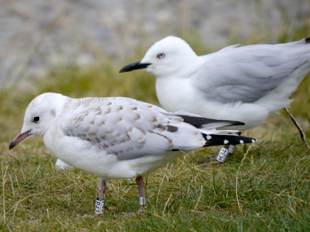 Tarāpuka (black billed gull) with chick