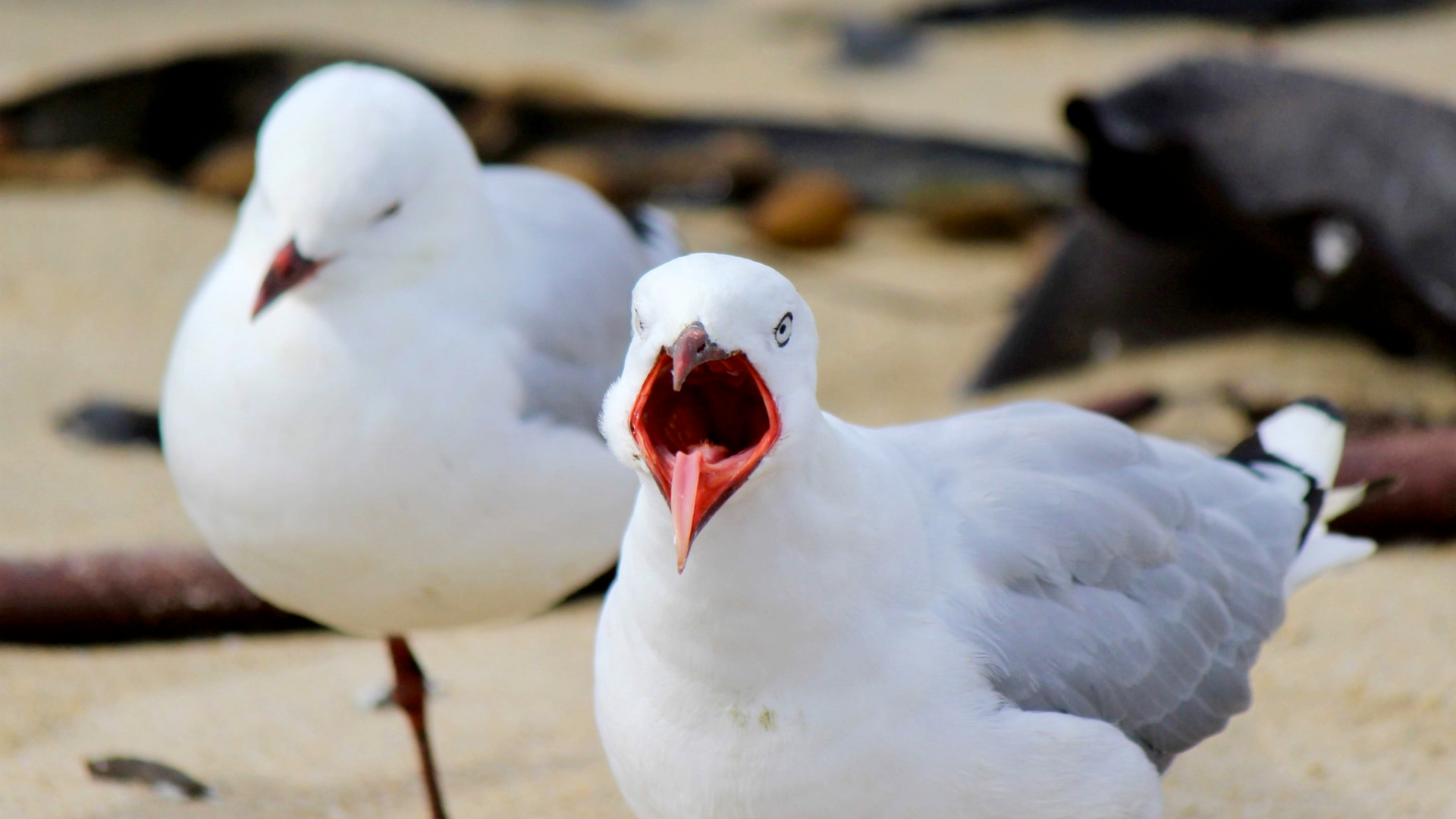 Native chippy pinchers: 5 surprising facts about our native gulls