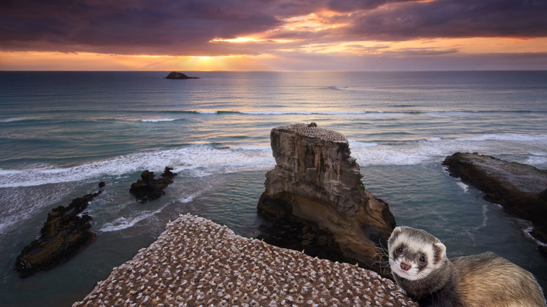 A ferret superimposed on a photo of a gannet colony on cliffs overlooking the ocean