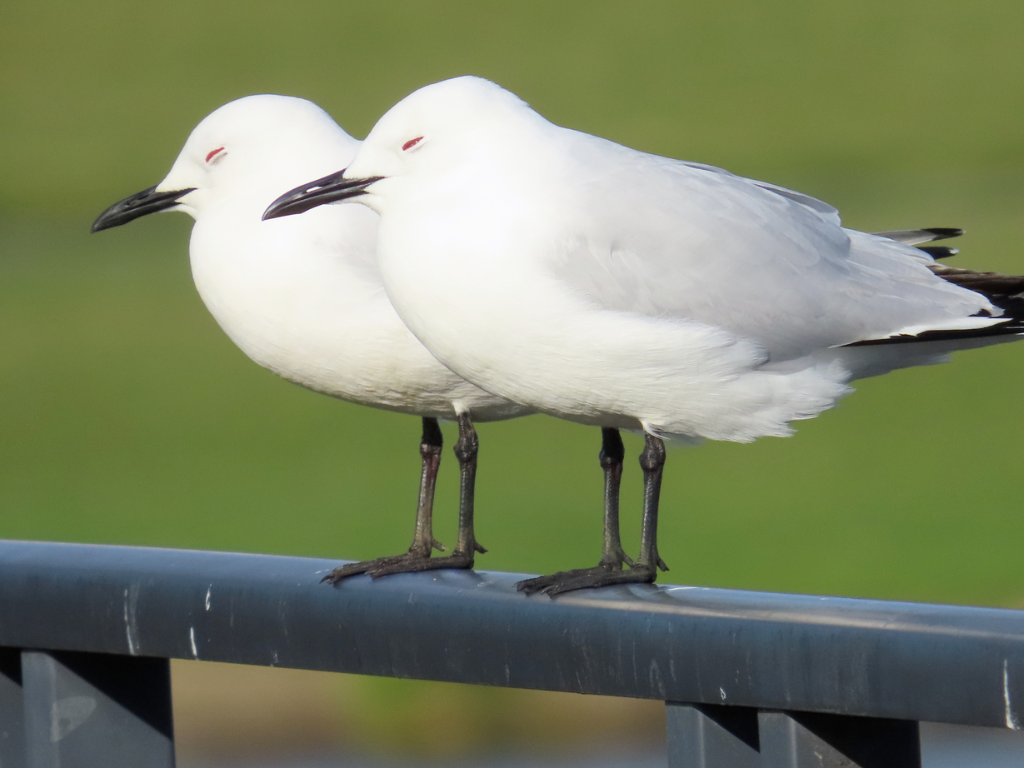 Two tarāpuka (black-billed gull) resting on a ballustrade.