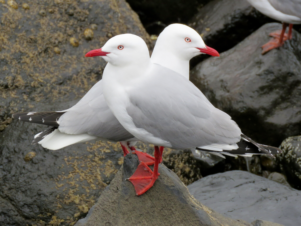Two tarāpunga (red-billed gull).