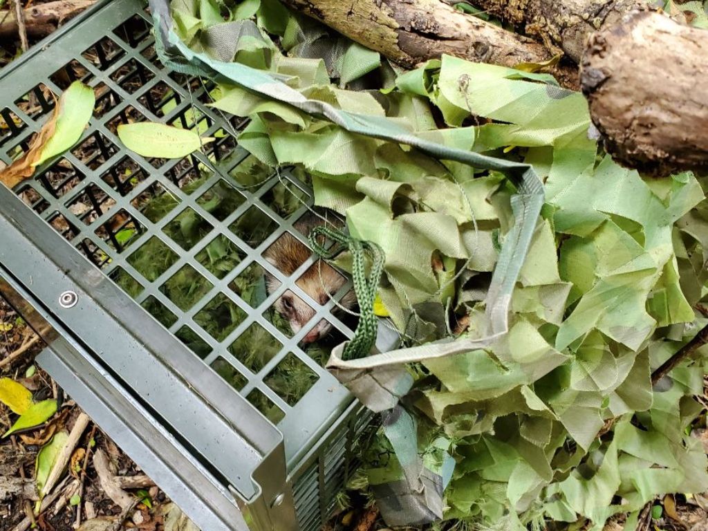 Dead ferret inside a trap