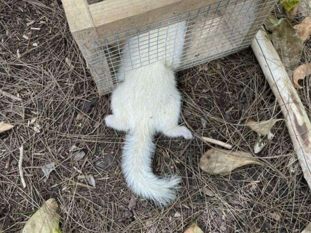 Body of a white ferret sticking out of a trap box.