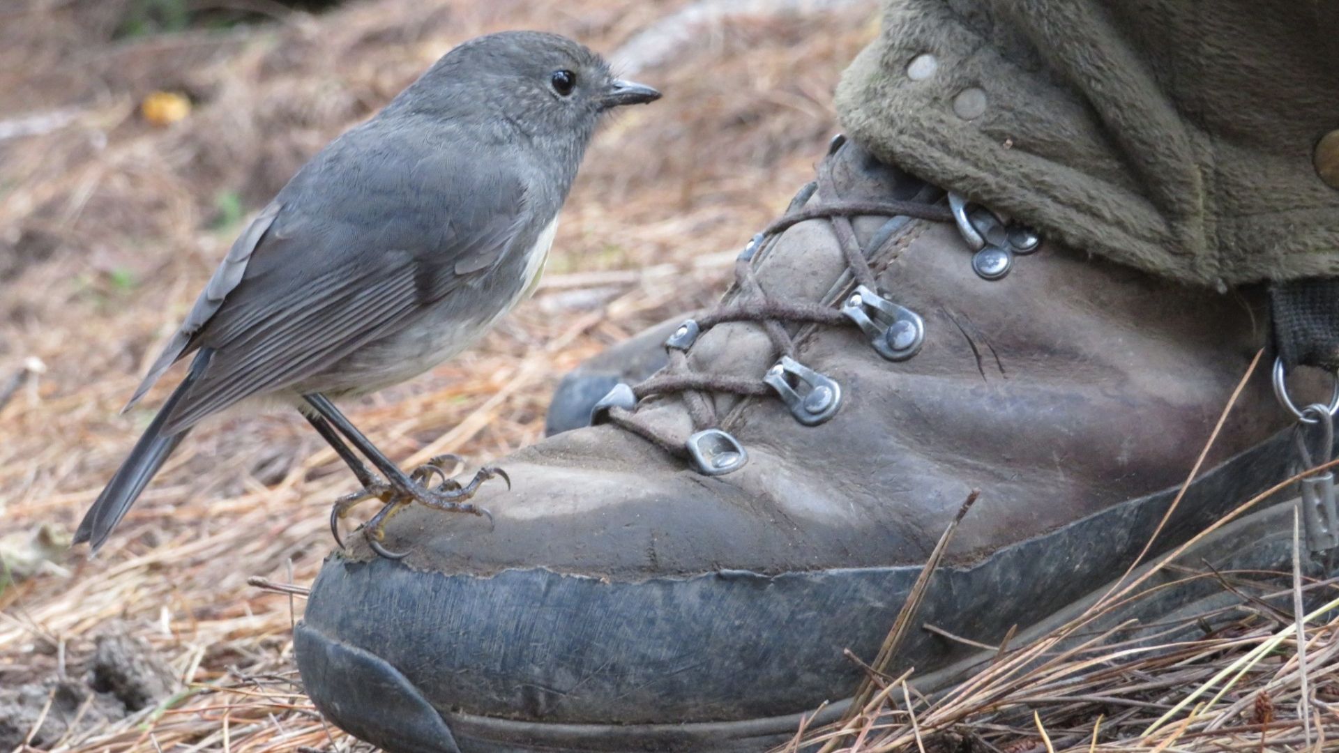 Kakaruwai (South Island robin) perched on a boot.
