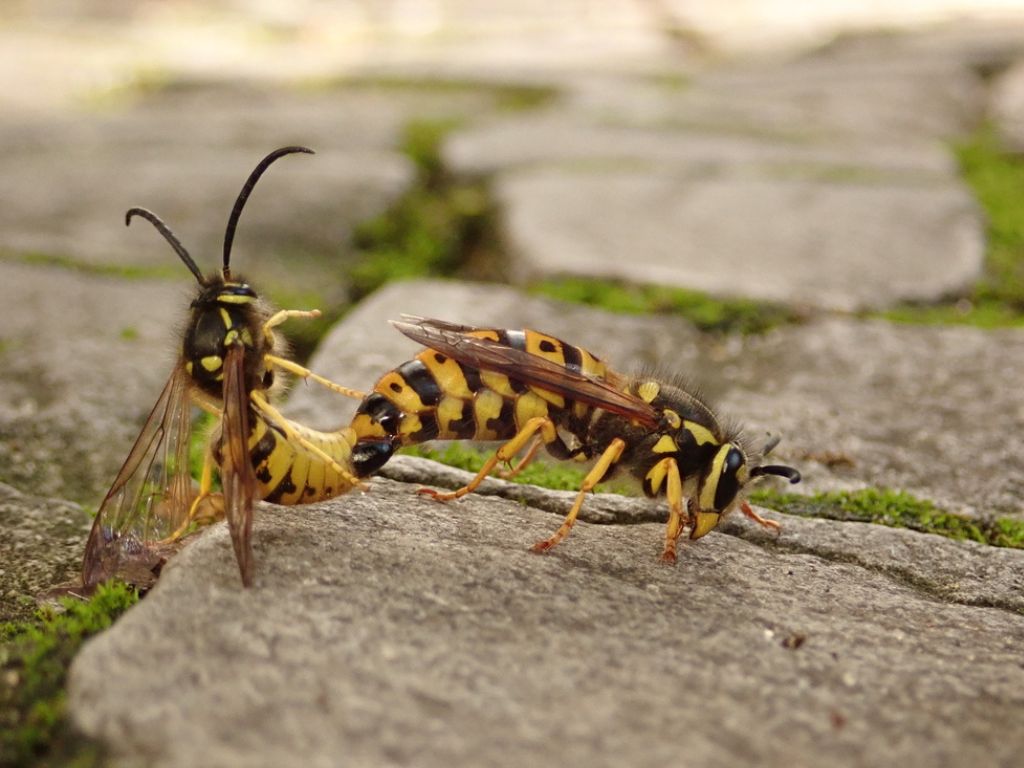 German wasps mating