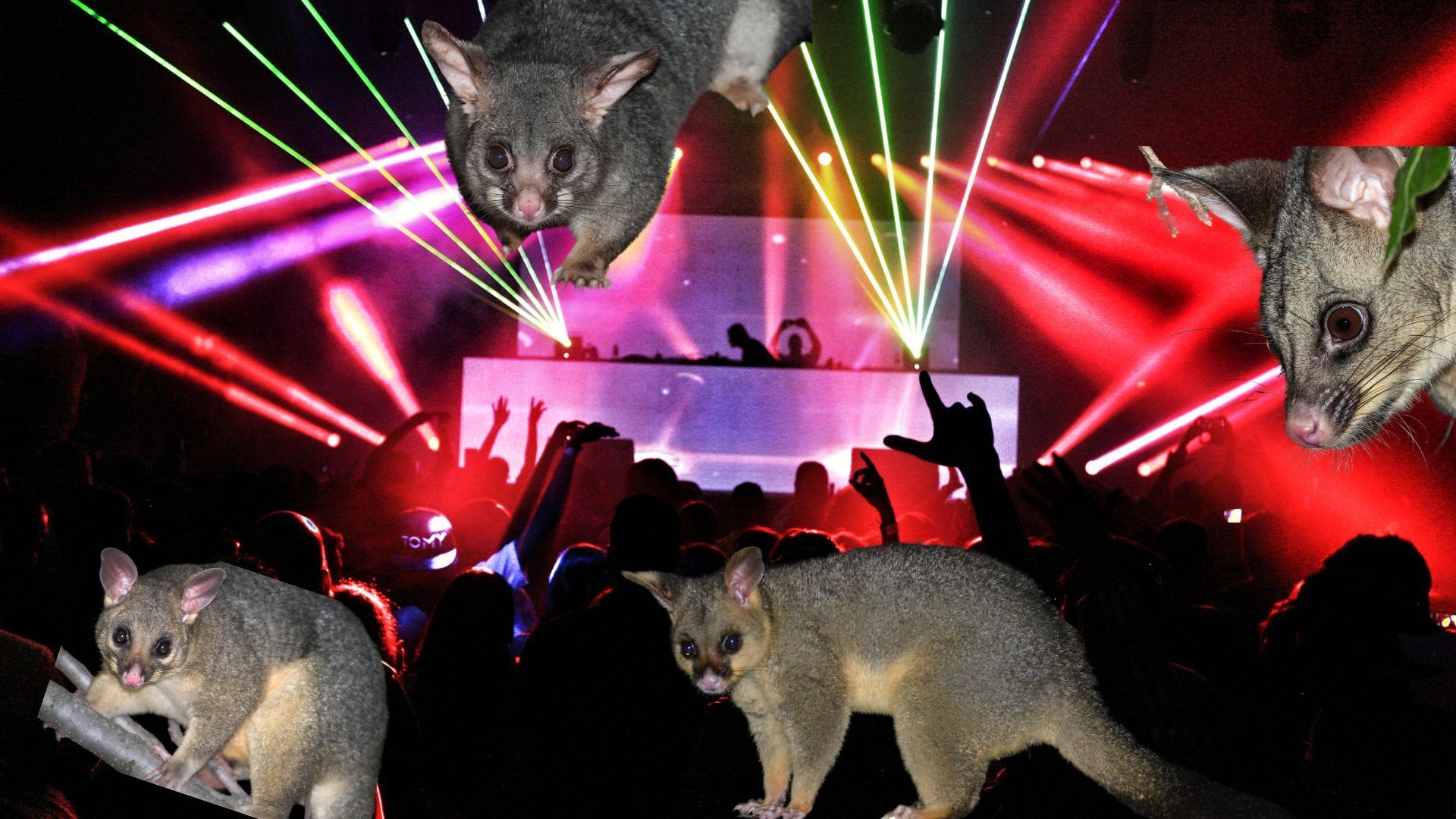 Capitalise on possums social behaviour and create a possum nightclub to knock down numbers in breeding season. Image credit: PFNZ