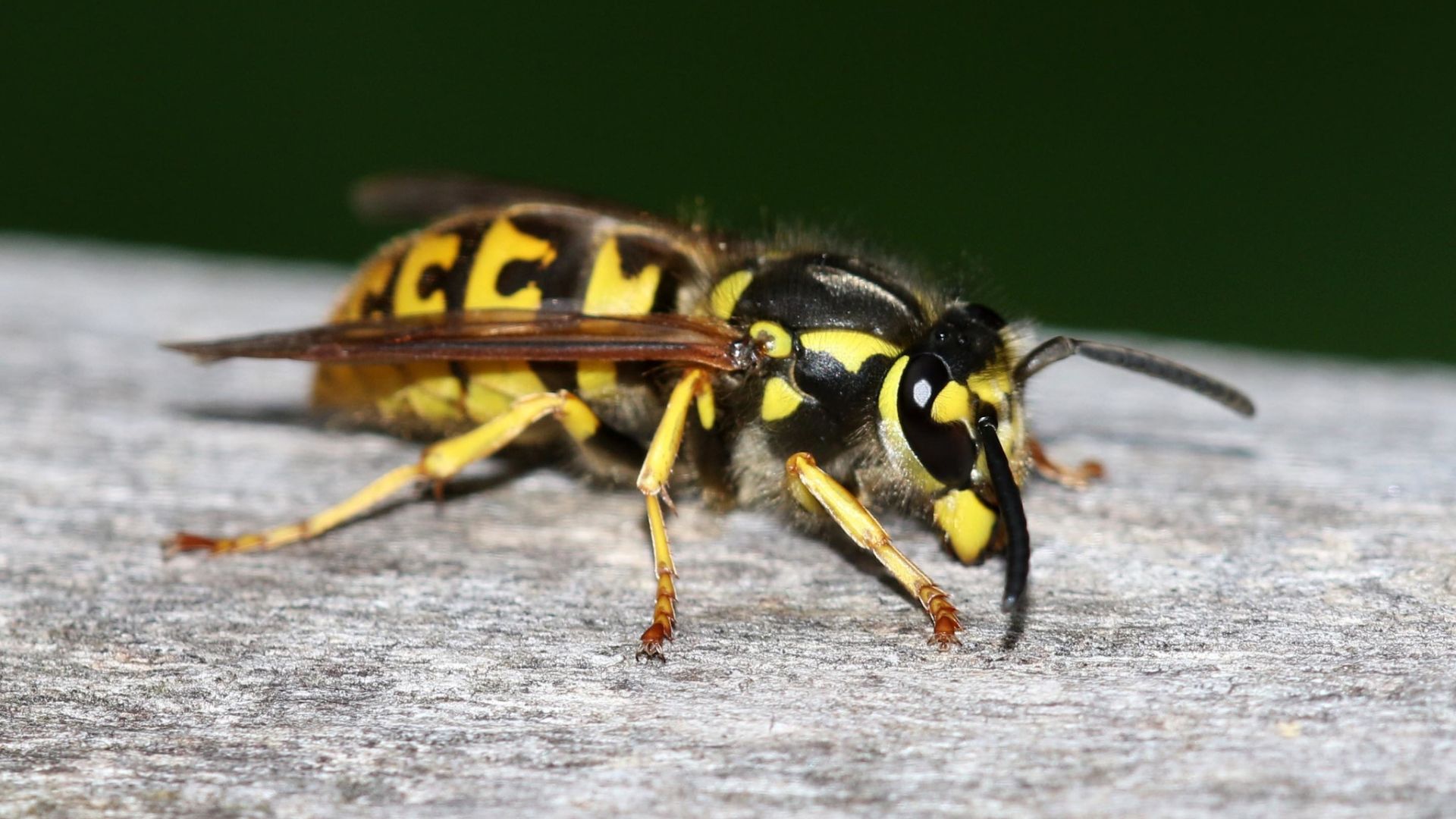 A german wasp.