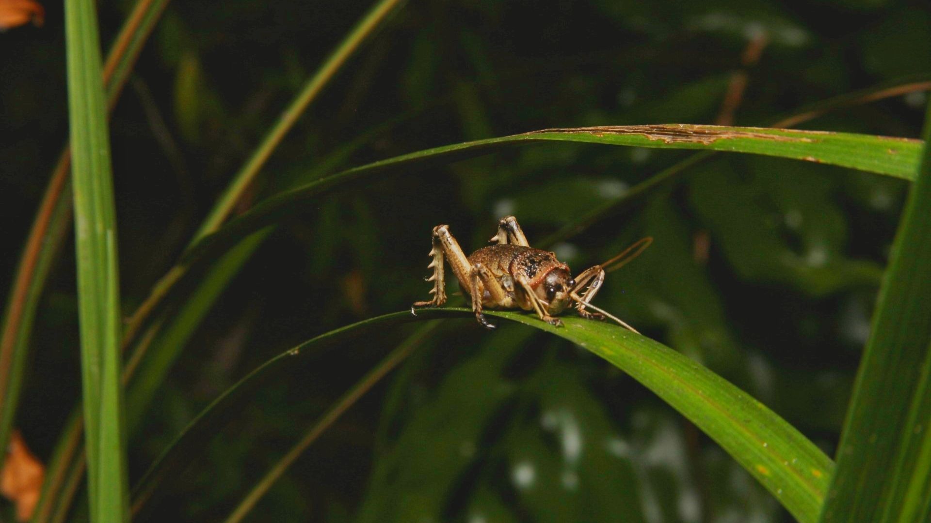 A giant weta