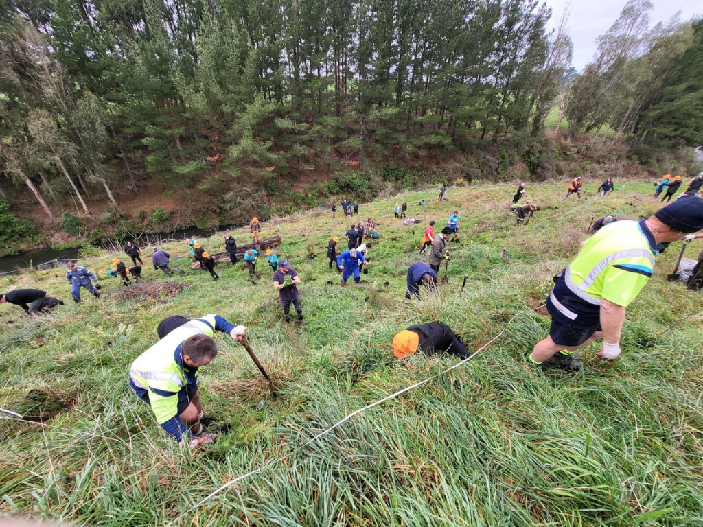 People planting native trees on a grassy hill.