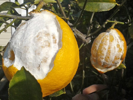 A lemon tree with lemons that have had a their peels eaten by possums