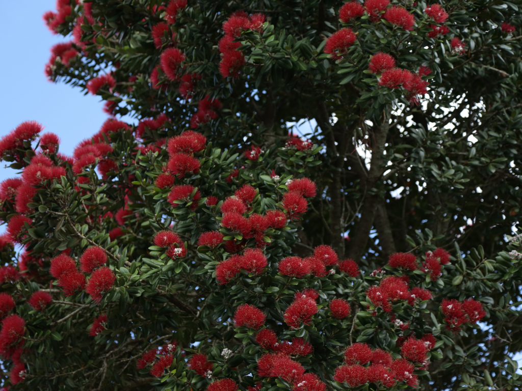 Red pōhutukawa flowers