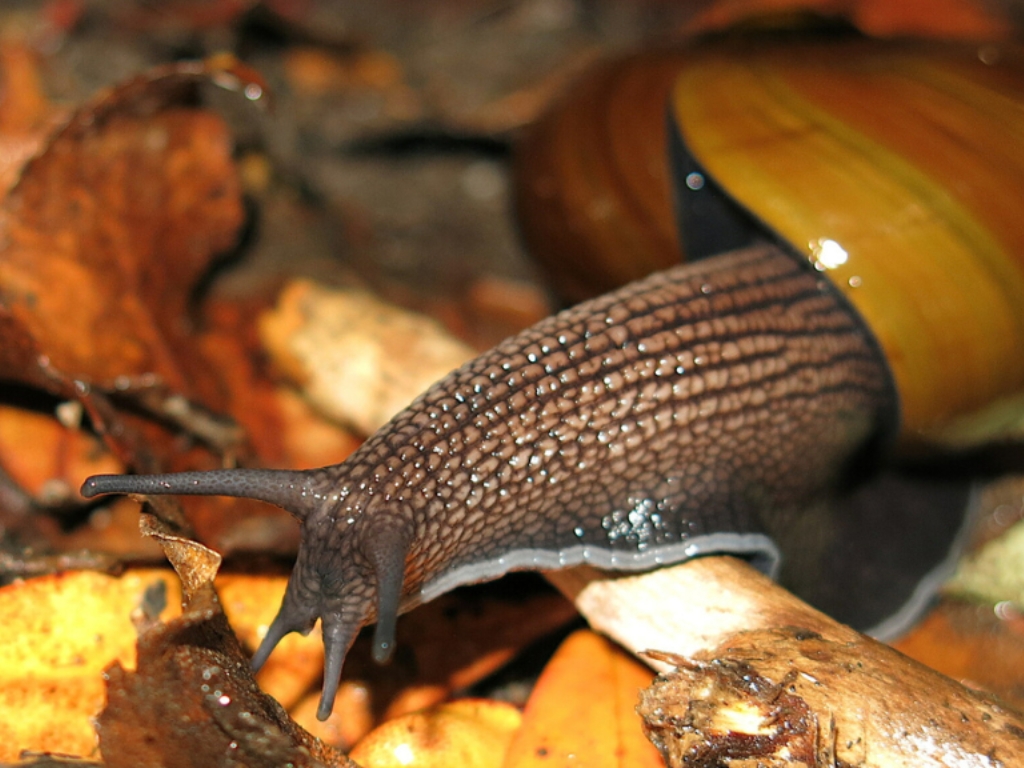 a big snail
