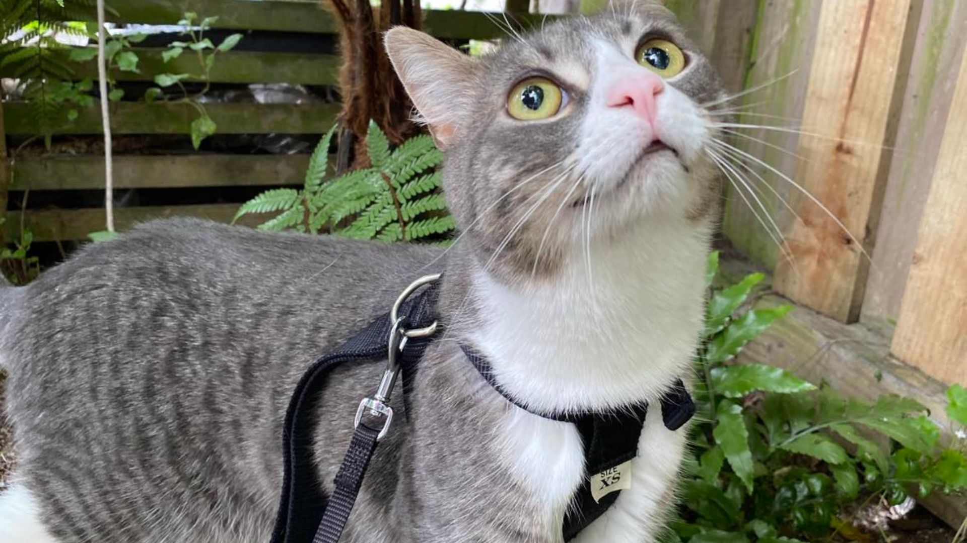 A cat on a leash outside.