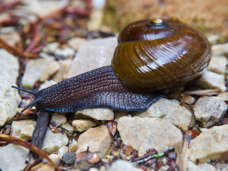 Powelliphanta superba is a taonga (image of snail on rocks)a