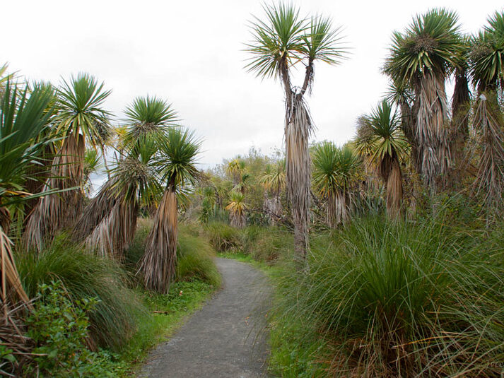 A walkway in cabbage trees