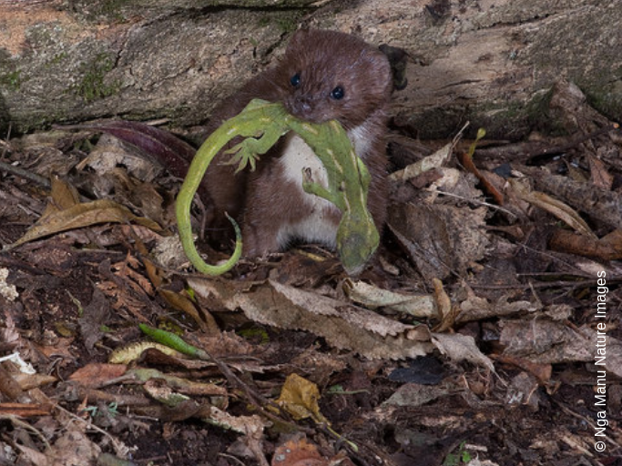A weasel on leaf litter with gecko in mouth
