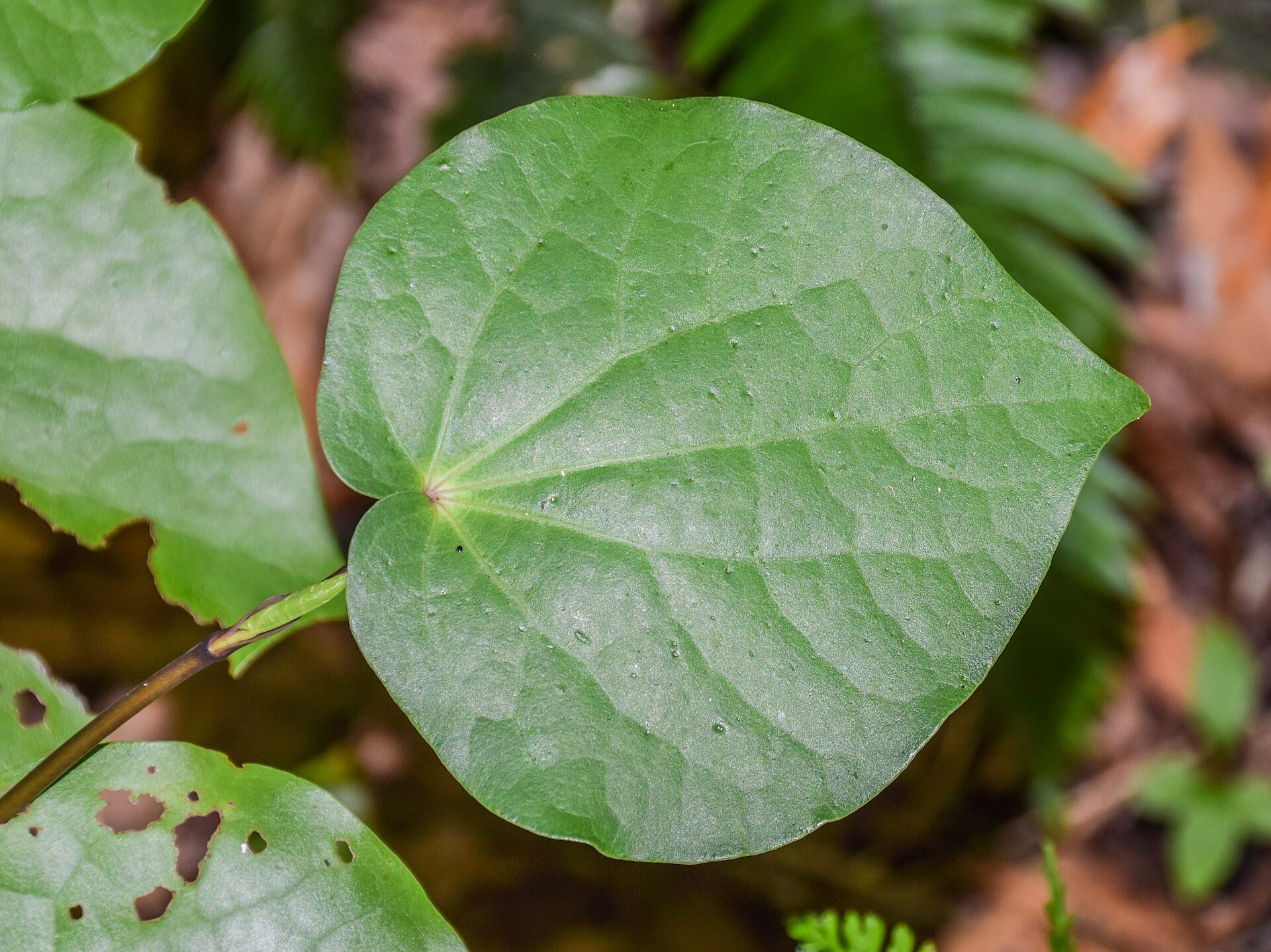 Kawakawa leaf up close