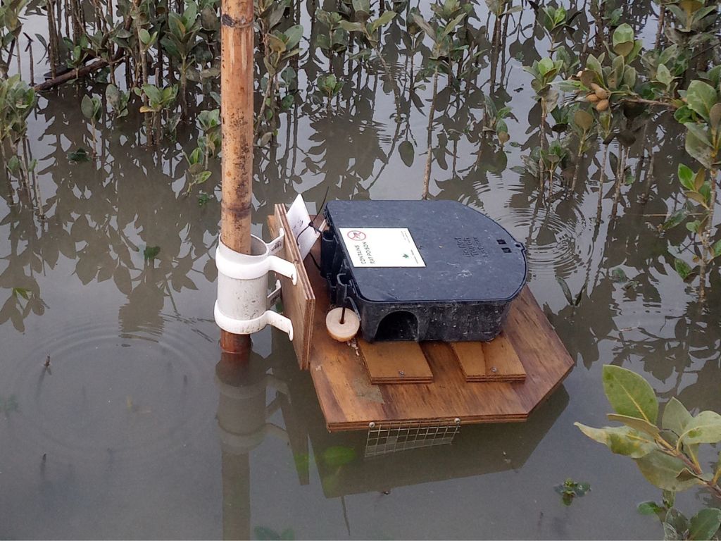 A floating bait station in a mangrove