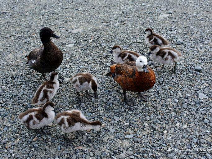 A group of ducklings. Each grant application will be different.