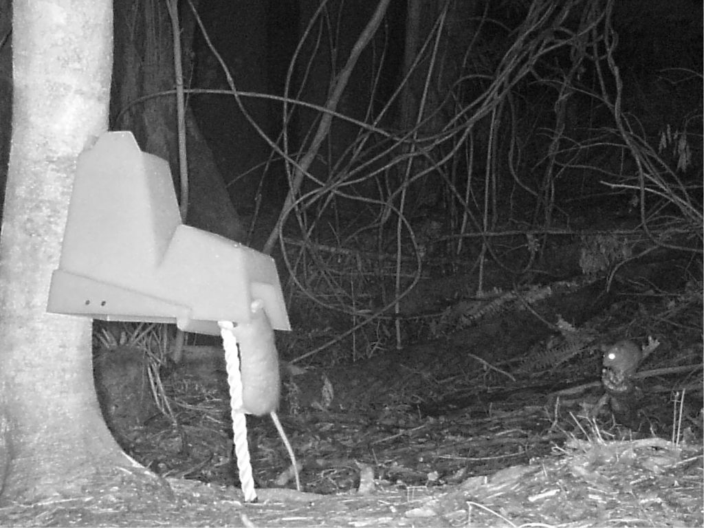Two rats in a bush area. One rat is watching another rat climb a rope into a bait station.
