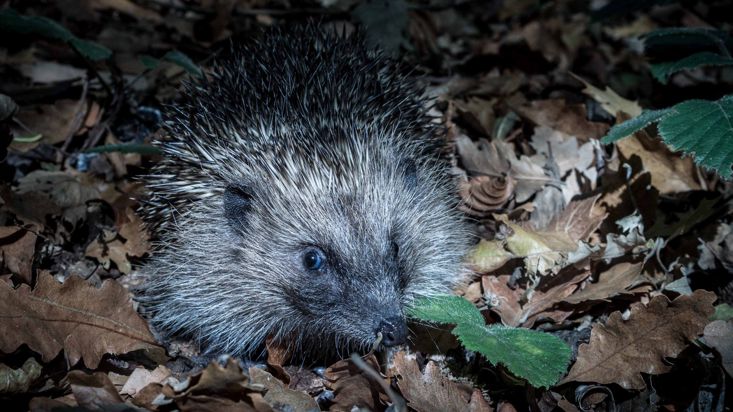 Hedgehog in leaf litter at night