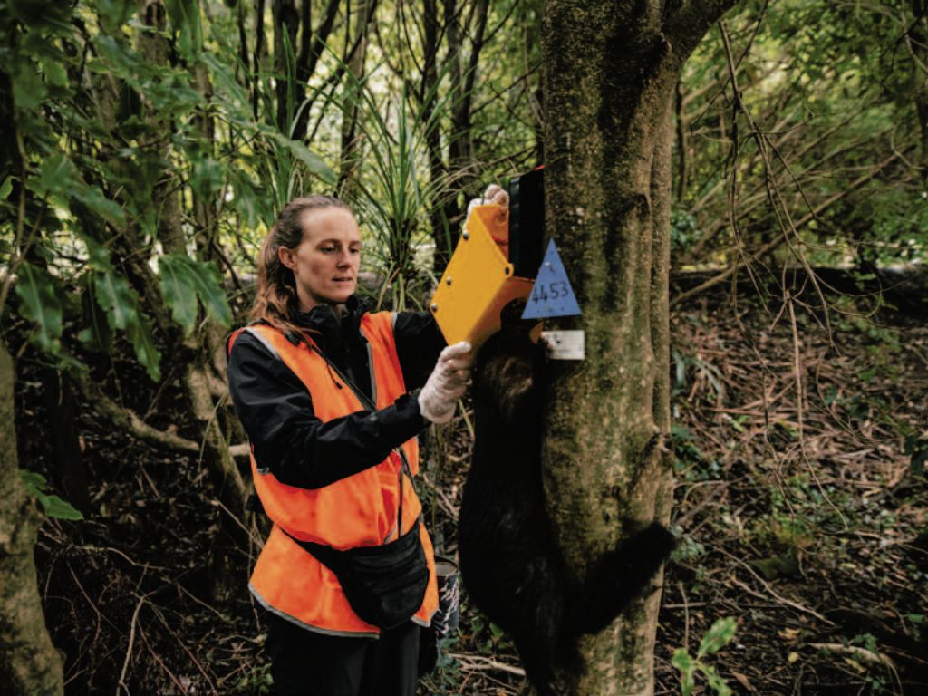 A person in high vis gear checking a possum trap in the bush.