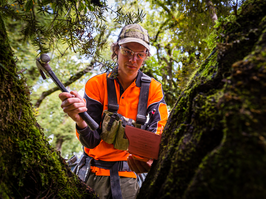 A man in hi-vis hammers a trap into a tree.