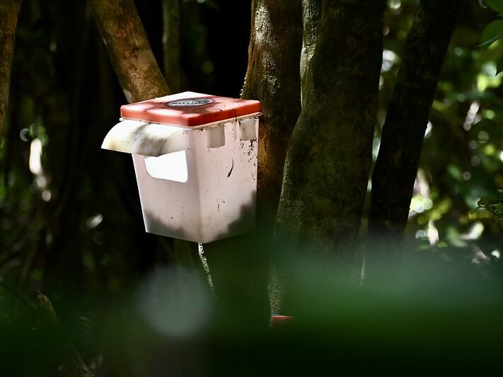 A bait station mounted to a tree in the bush.