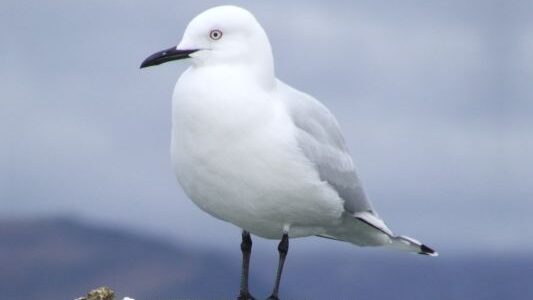 Close up of gull against a grey sky