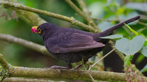 A blackbird in a tree