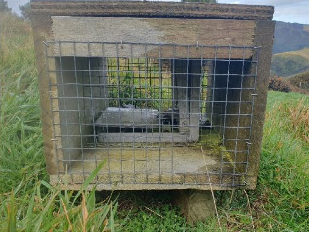 A DOC trap raised 10 cm helped catch more stoats. 