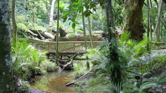 A bridge amongs ferns