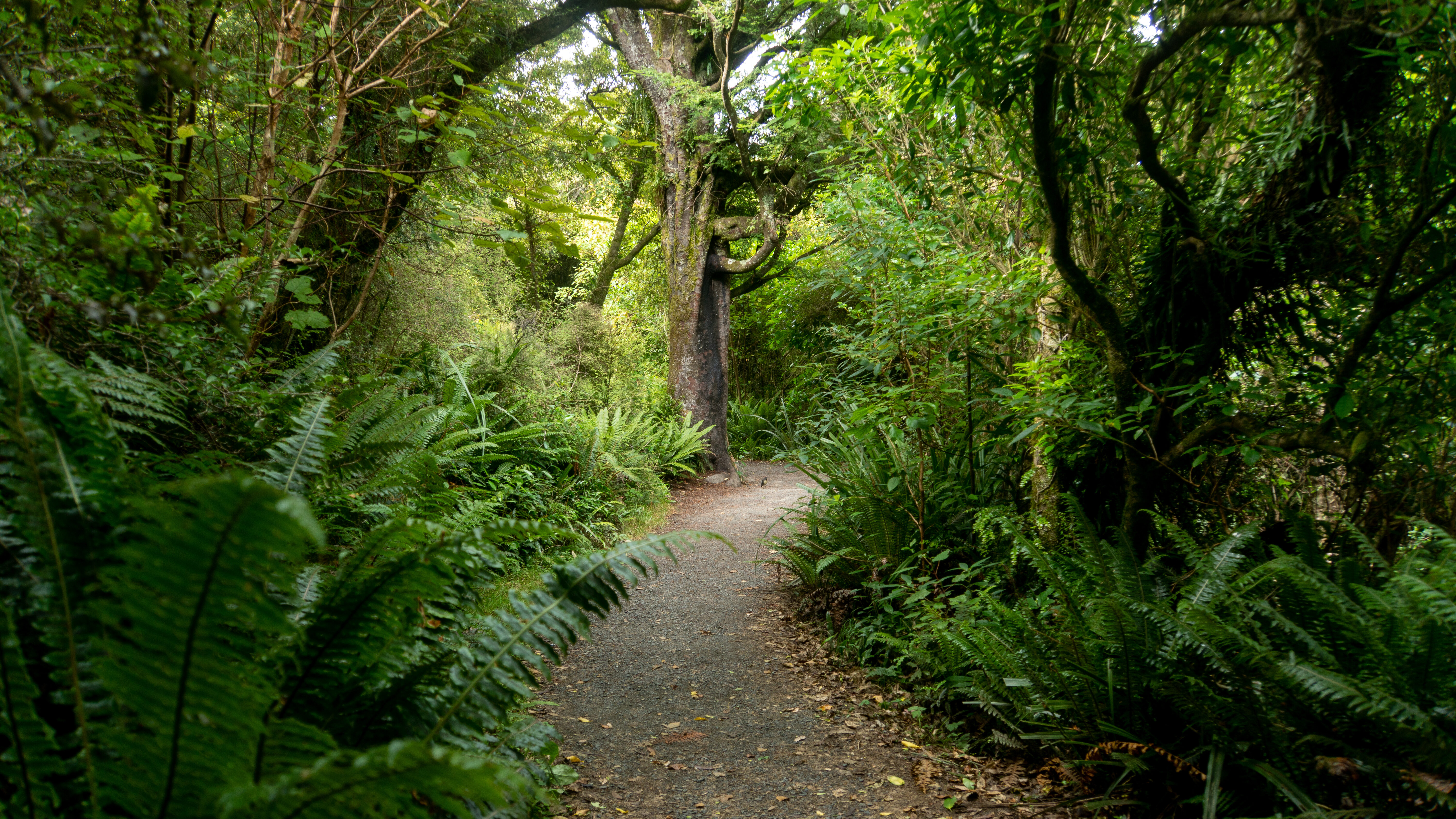 A walkway surrounded by bush