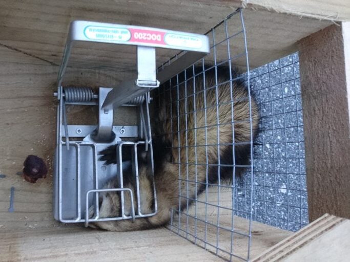 Small ferret caught in a DOC 200 wooden box trap