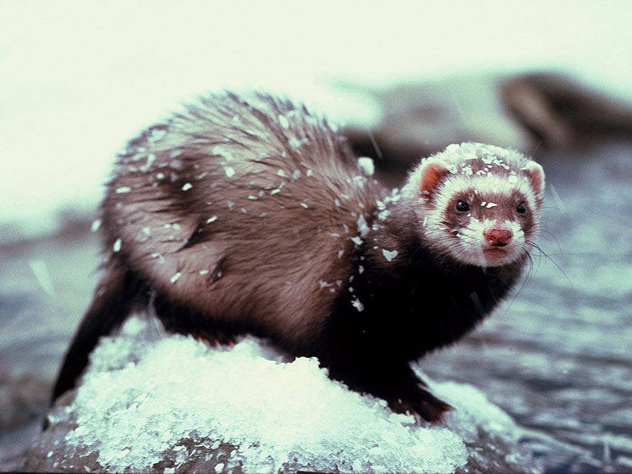 Female ferret in snow. Image @ Rod Morris.