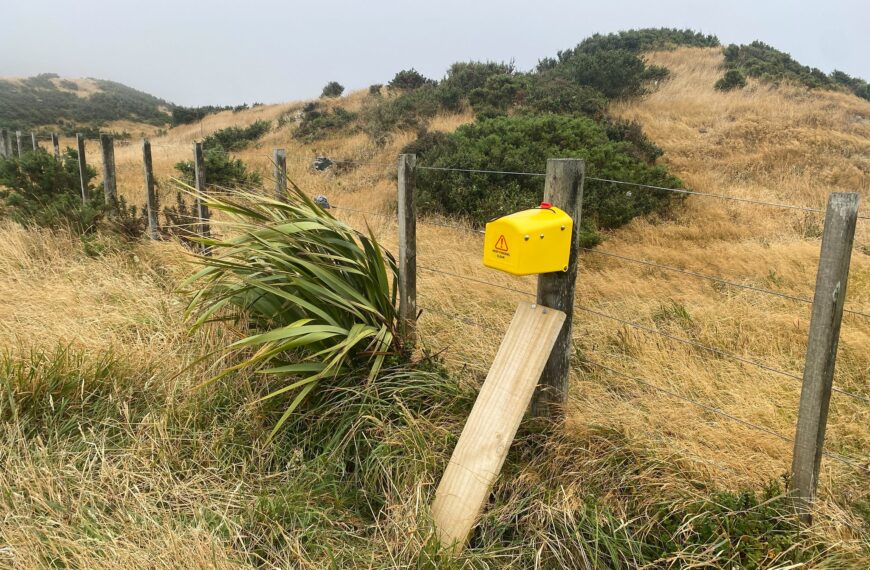 A Flipping Timmy mounted on a fence post in a tussock environment. There is a plank of wood acting as a ramp to the Flipping Timmy.